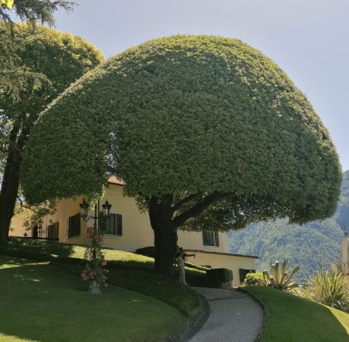 balbianello villa famous tree lake como boat tour comoboatteam 